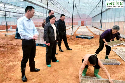 祁东县砖塘镇：集中育秧保品质、抓生产