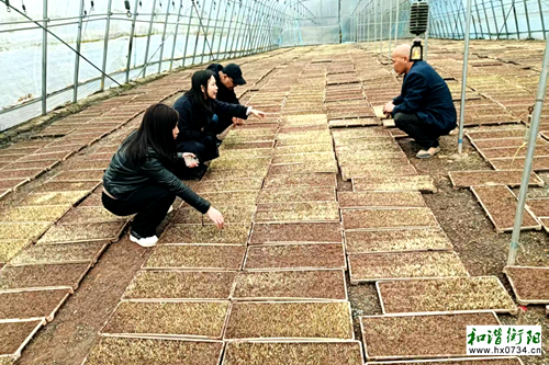 衡南县茅市镇：督导+服务，助力春耕生产