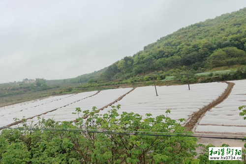 向阳桥街道积极落实“141”粮食生产衡南模式 